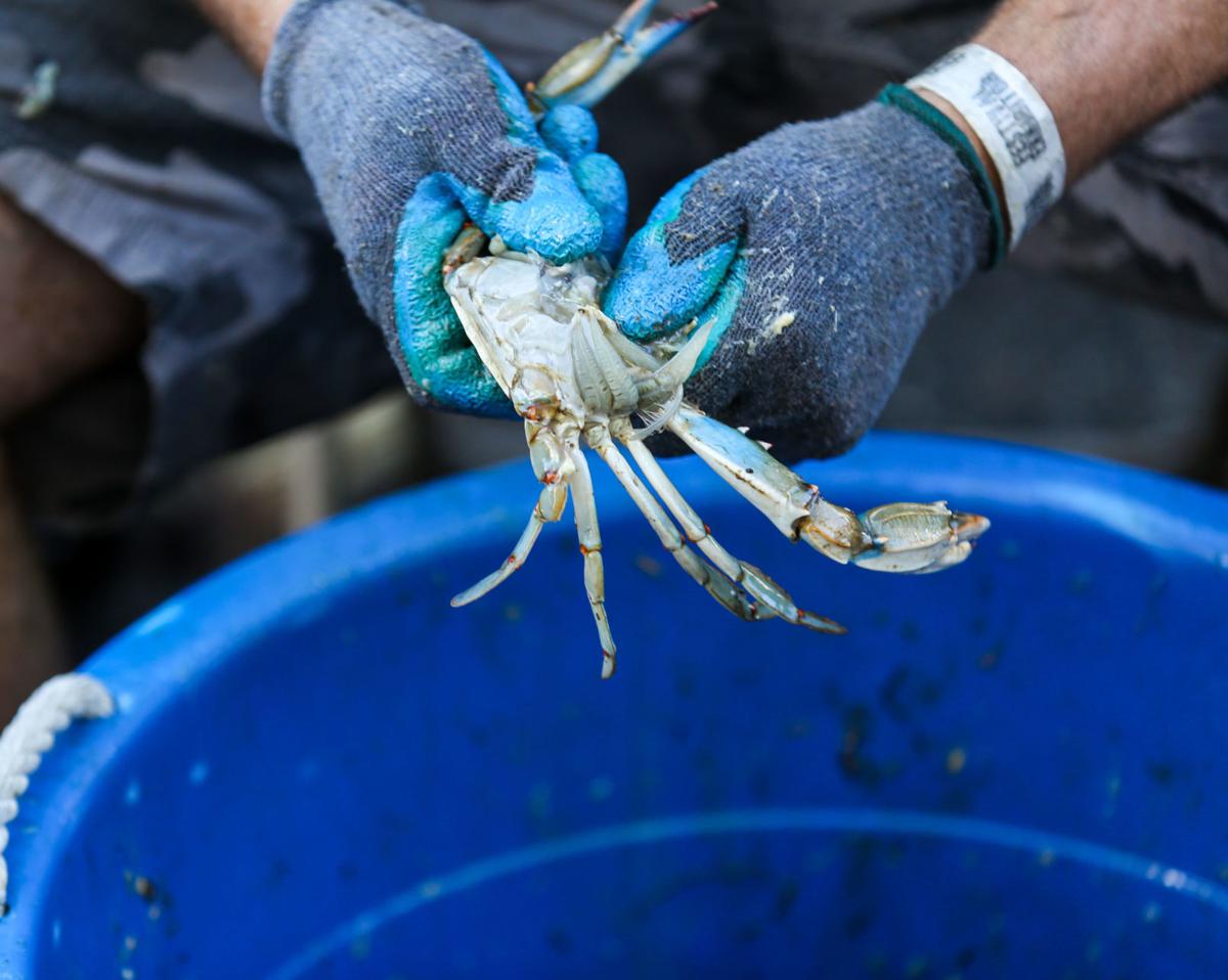 091017_NWS_SEAFOODFESZT