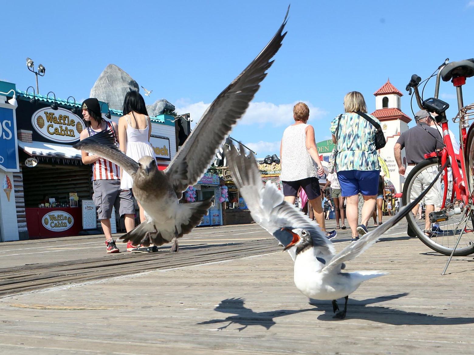Ocean City Using Trained Raptors To Deter Hostile Seagulls From