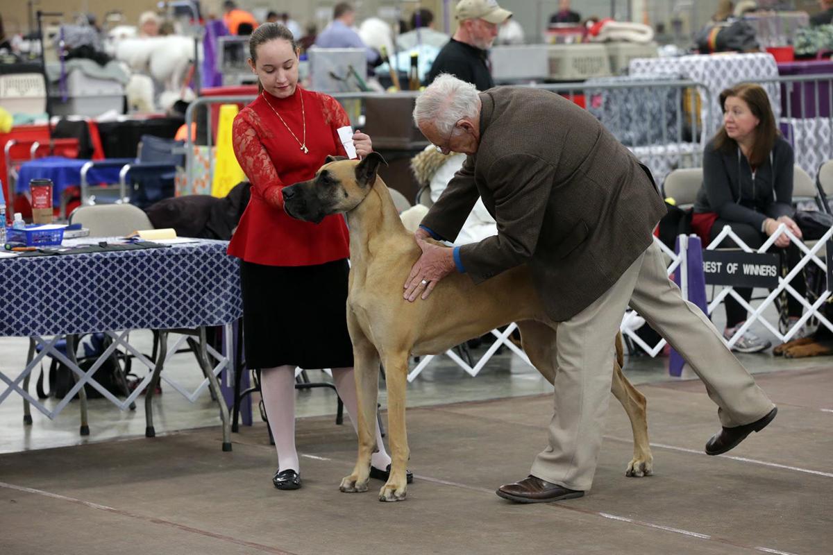 Dogs pack Wildwood ahead of Westminster Dog Show Latest Headlines