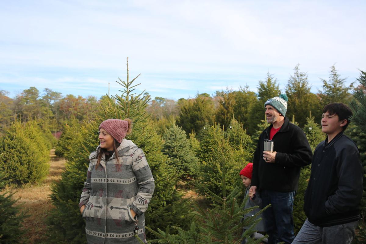 Owners Of Upper Township Tree Farm Cultivate Holiday Experience Year After Year Latest Headlines Pressofatlanticcity Com