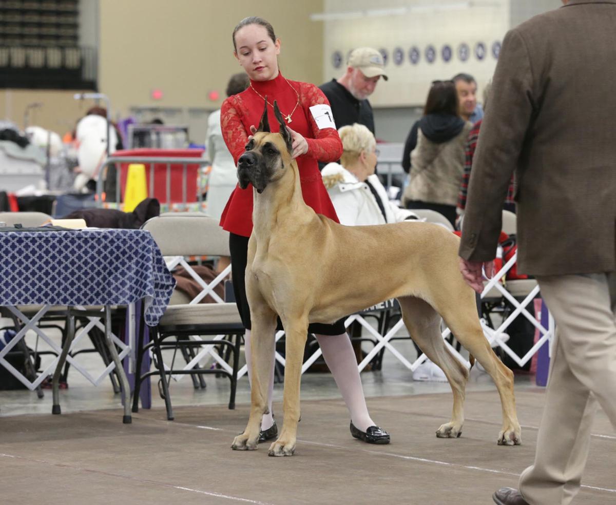 Dogs pack Wildwood ahead of Westminster Dog Show Latest Headlines