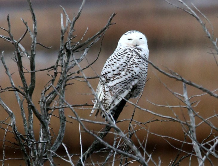 Snowy Owl in South Jersey News