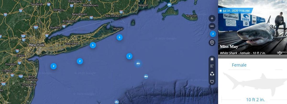 Great white shark pinged off Jersey shore coast 