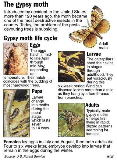 Gypsy moth graphic 1