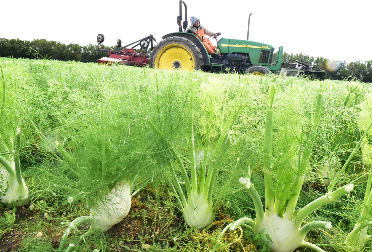 Fennel a nice niche crop for Buena farm Business