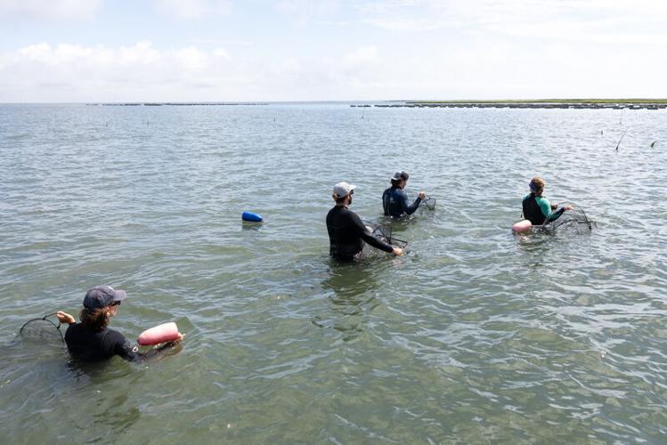 Picture Stockton…working with oyster farmers for conservation