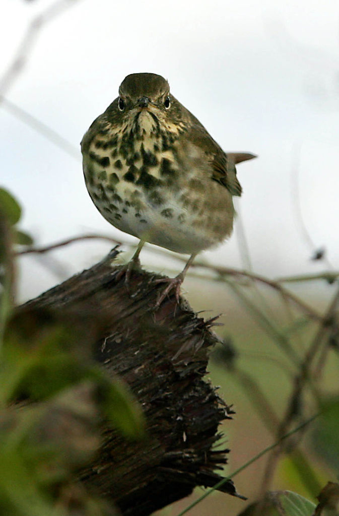 Birds of Southern New Jersey Photo Galleries