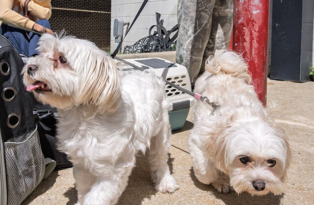 Atlantic City Health Department Holds Successful Rabies Vaccination Clinic