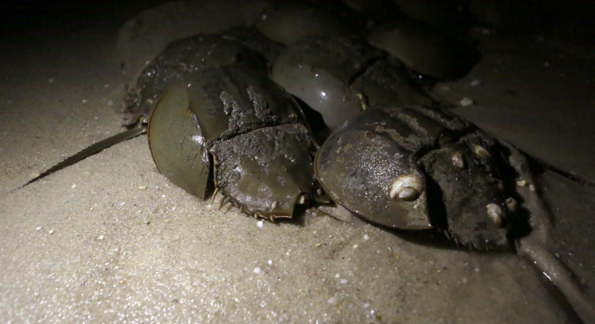 Horseshoe Crabs