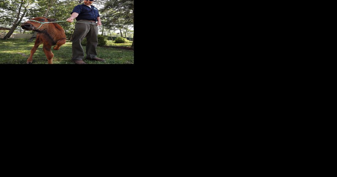 Cape May zoo veterinarian dies; zoo to be closed Saturday - Vimarsana News