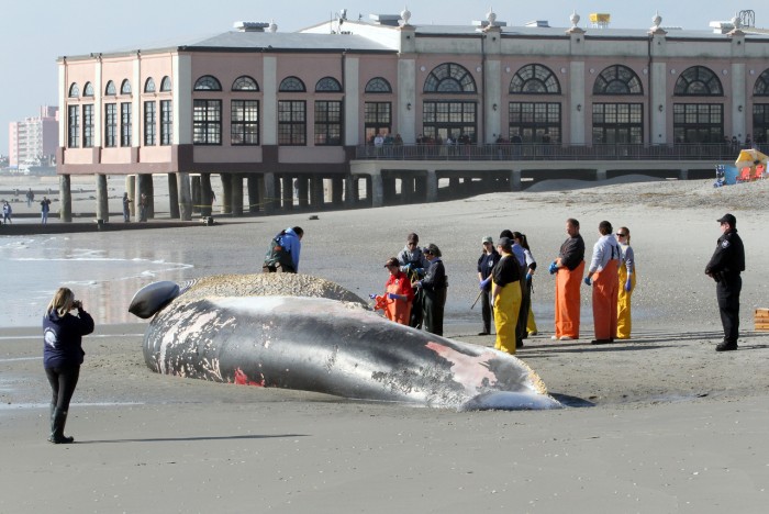 Beached Whale