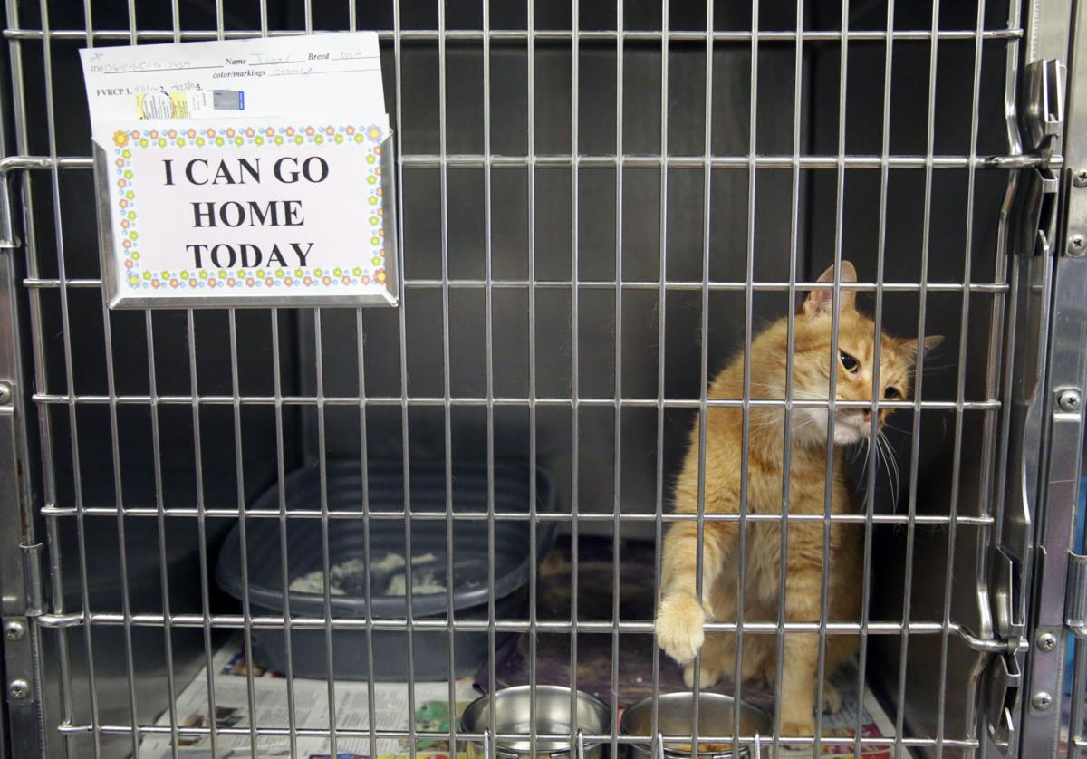Atlantic County Shelter S Free Day Finds Pets Homes News