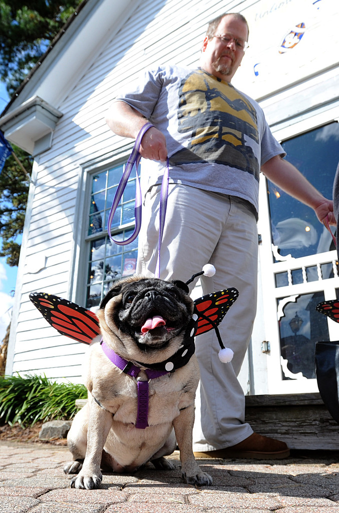 Owners parade pets in their cutest Halloween costumes at the Village