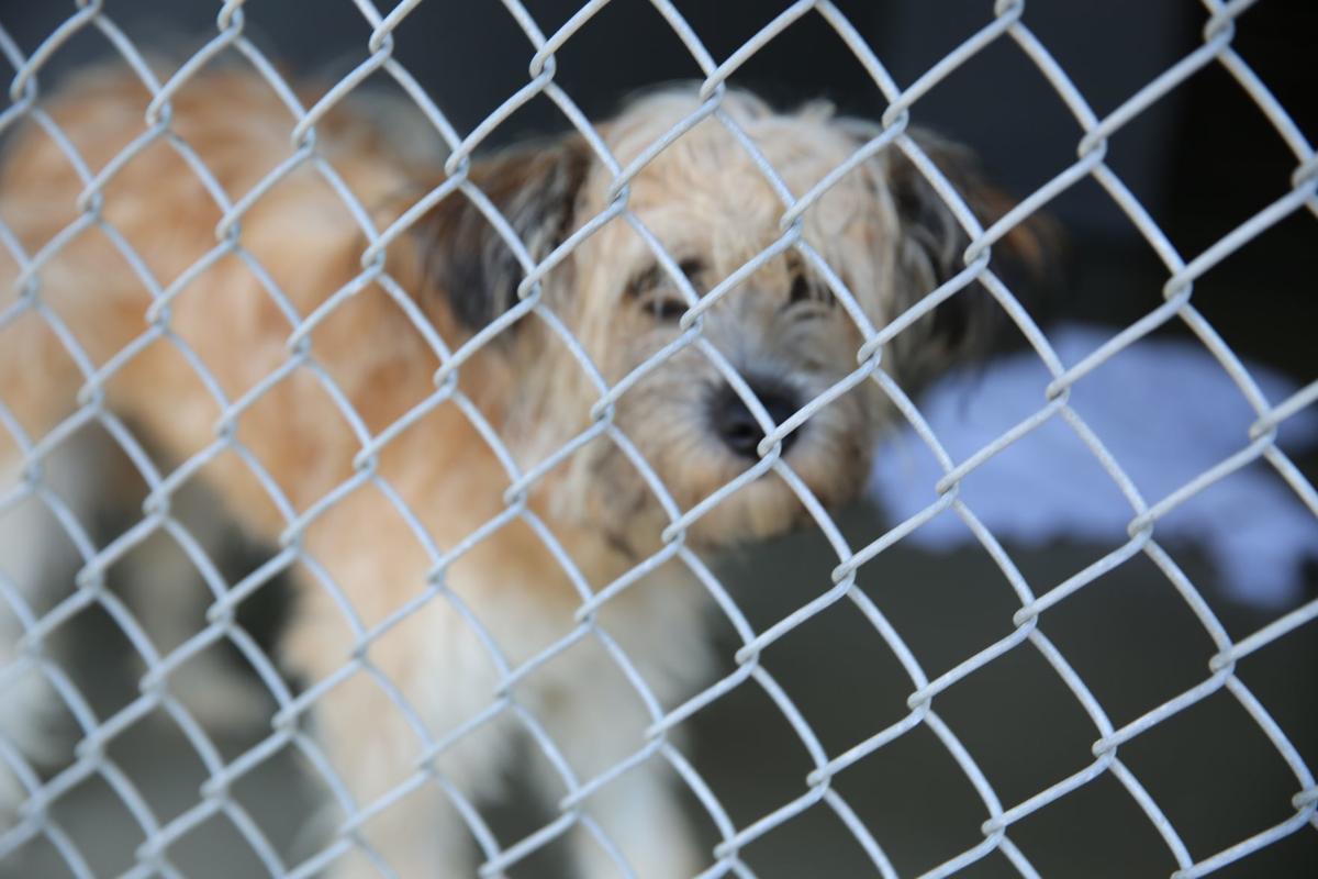 Atlantic County Animal Shelter to waive fees to adopt dogs next week