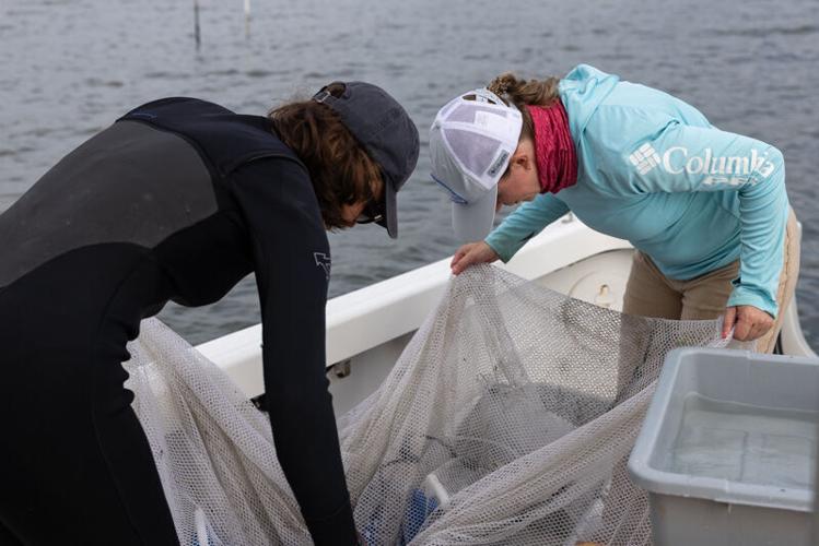 Picture Stockton…working with oyster farmers for conservation