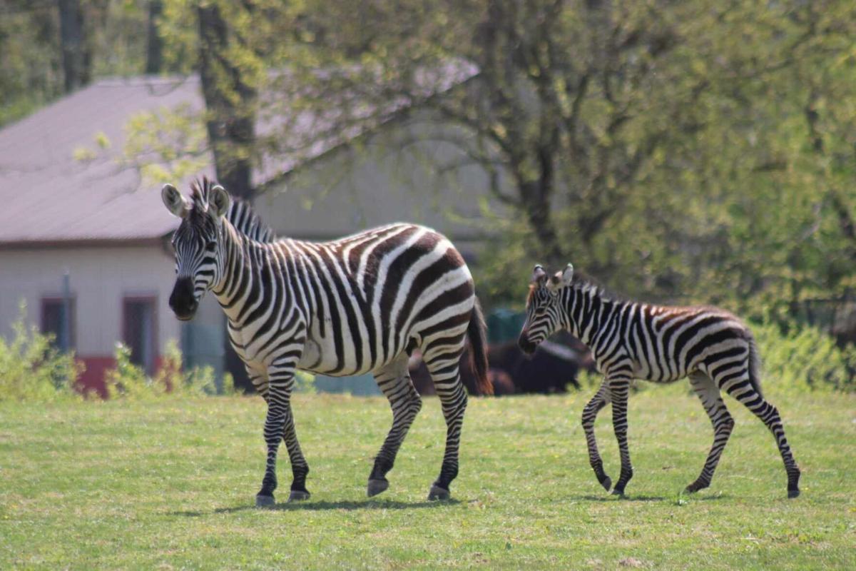 Baby zebra born at Cape May County Zoo