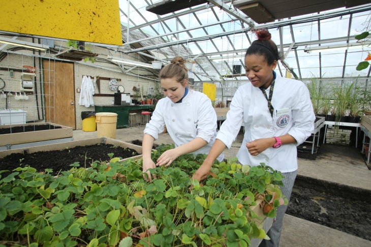 GREEN EDUCATION