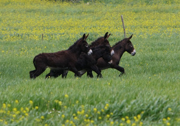 APN Donkey Woes