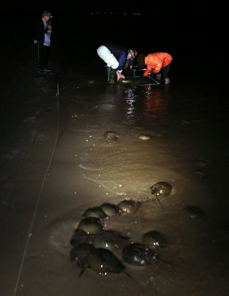 Horseshoe Crabs