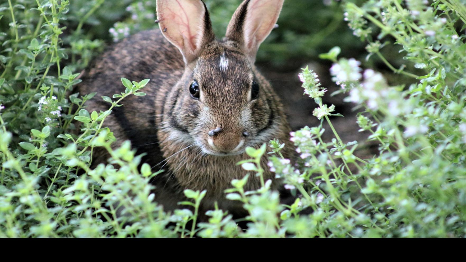 Deluge Of Rabbits In Ocean City Area Is Endearing To Some Annoying To Many Local News Pressofatlanticcity Com