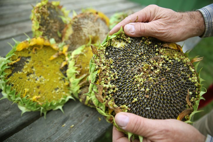 Sunflowers grown for nature as much as for profit