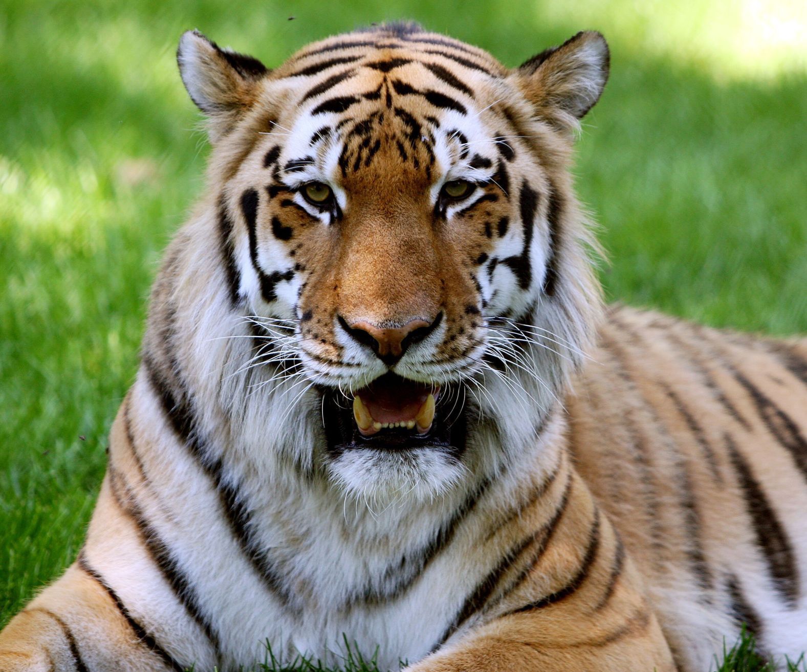 tiger moving and storage nj