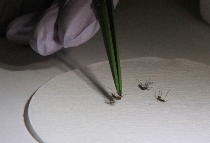 West Nile 1