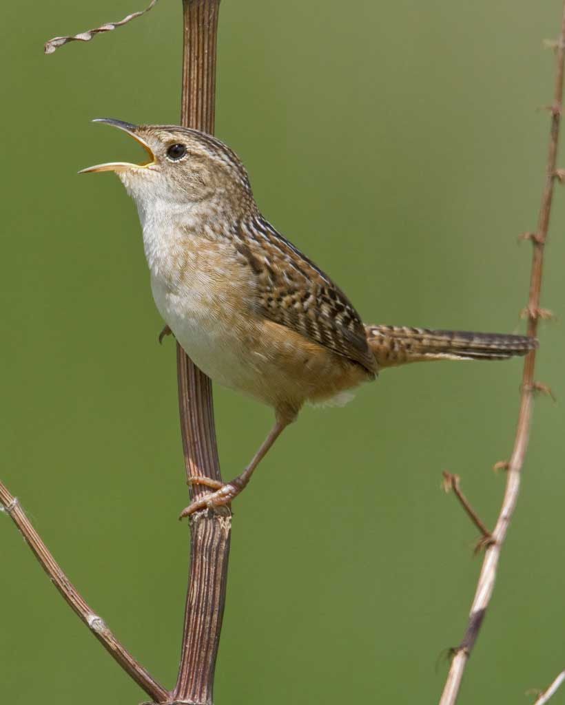 Endangered birds of New Jersey | News | pressofatlanticcity.com