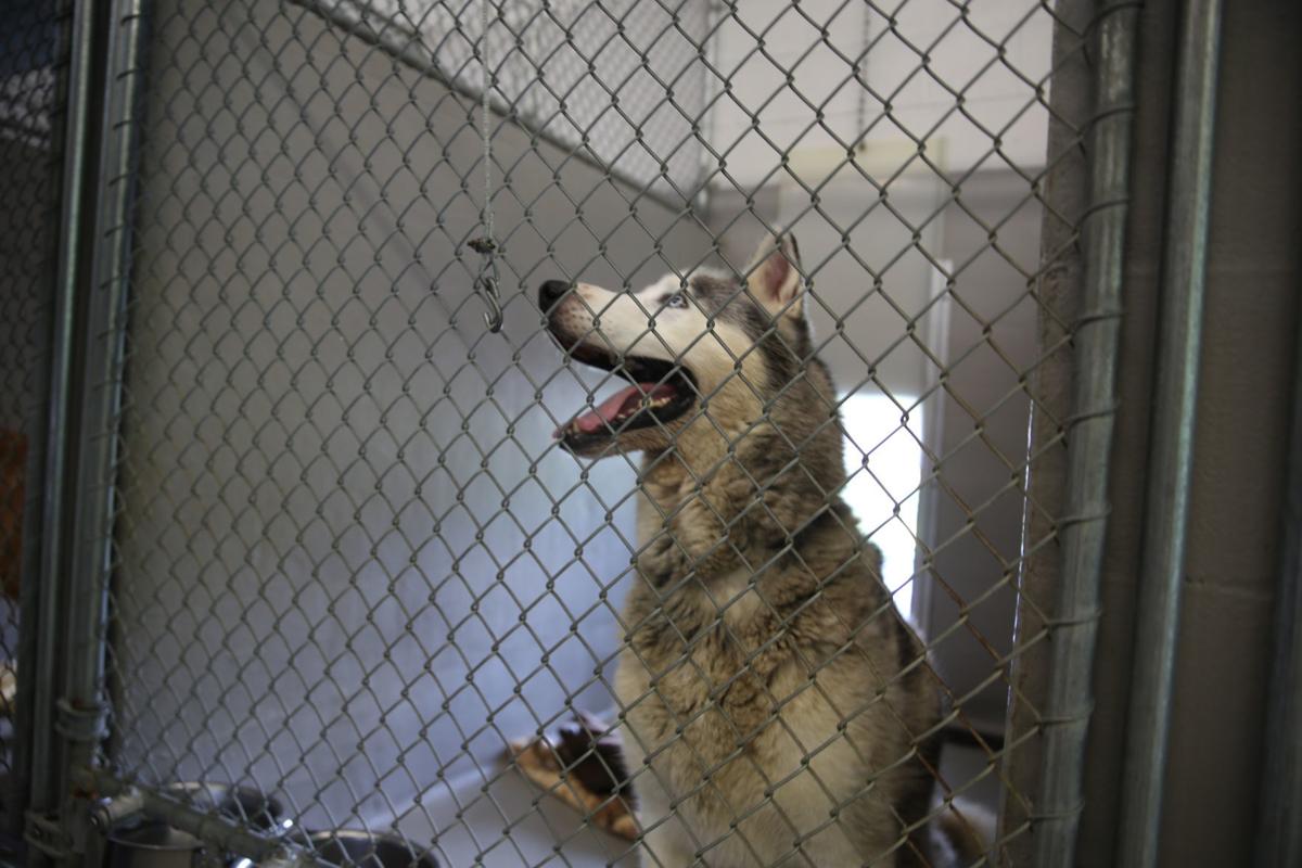 Atlantic County Animal Shelter, Humane Society, see spike in pet atlantic county animal shelter facebook
