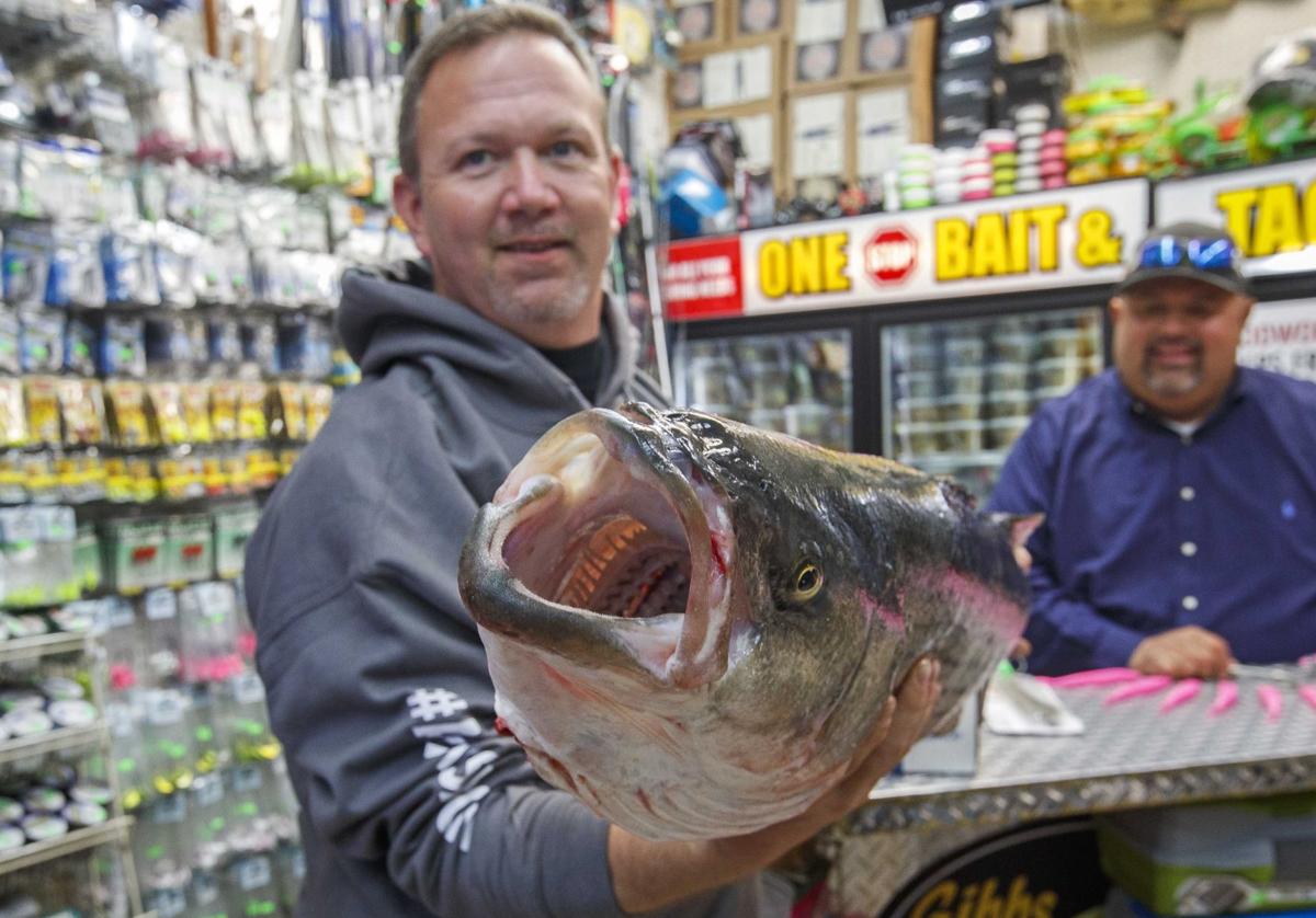Fish fight: As striped bass numbers fall, Jersey Shore ...