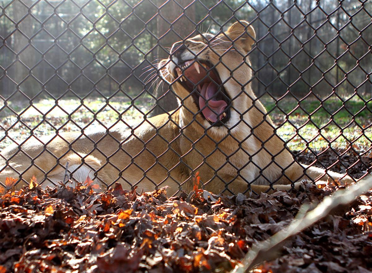 Feeding time at the zoo a delicate task | Local News