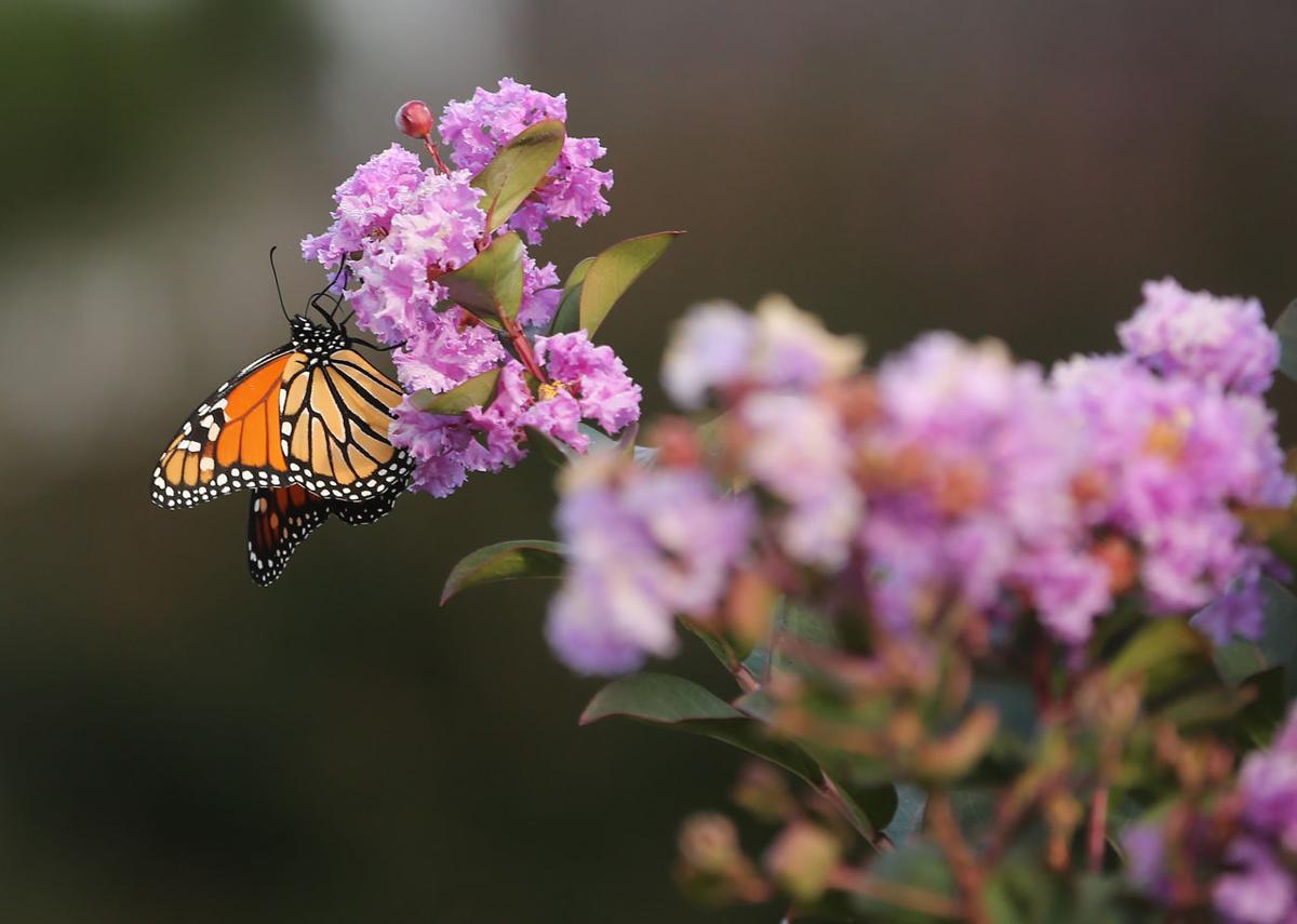 Monarch Butterfly