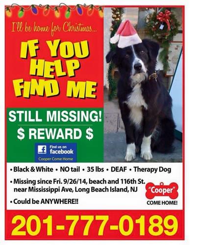 Everyone Has a Story: Hearts ache for missing therapy dog on Long Beach ...