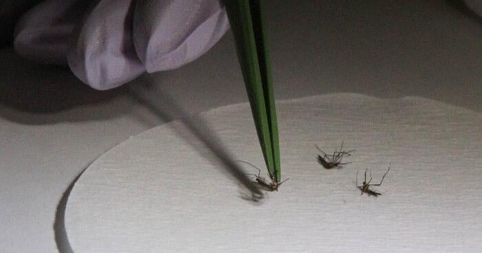 Five more mosquito samples test positive for West Nile virus in Atlantic County