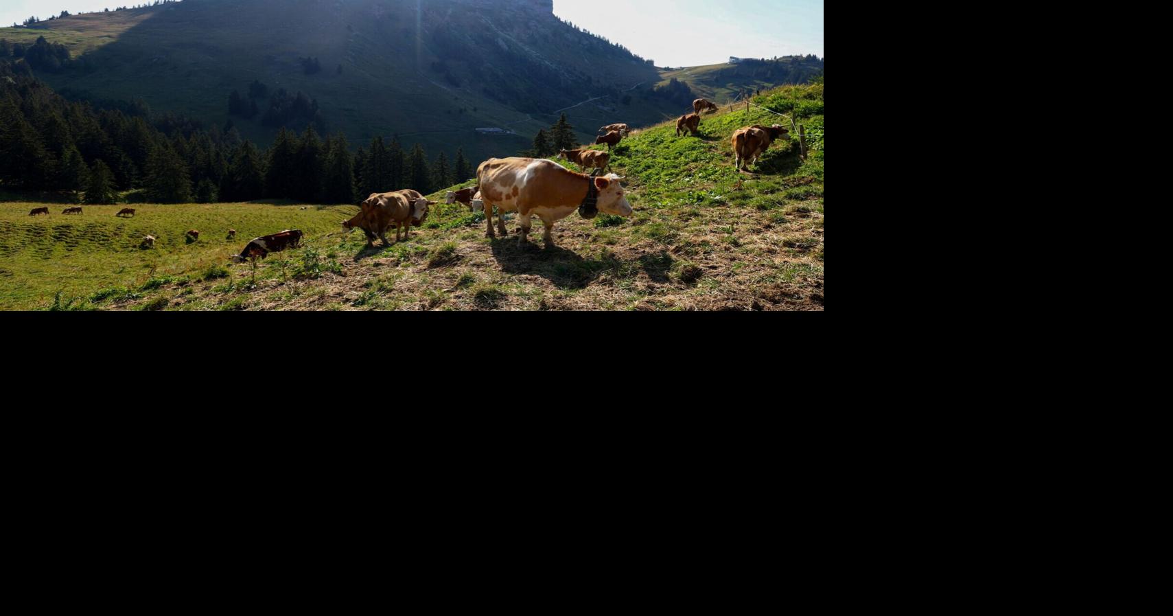 Swiss Artisans Keep Tradition Alive as Gruyère Cheese Making Continues on Alpine Pastures