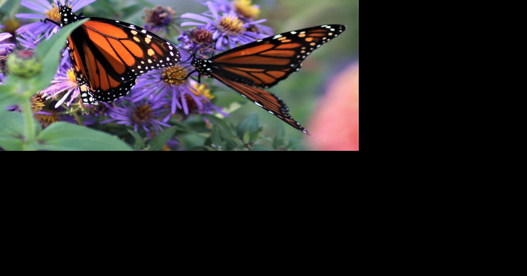 Looking for fall color? If the leaves leave you flat, look out for monarchs