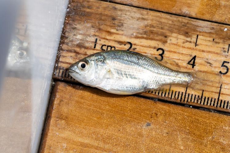 Picture Stockton…working with oyster farmers for conservation