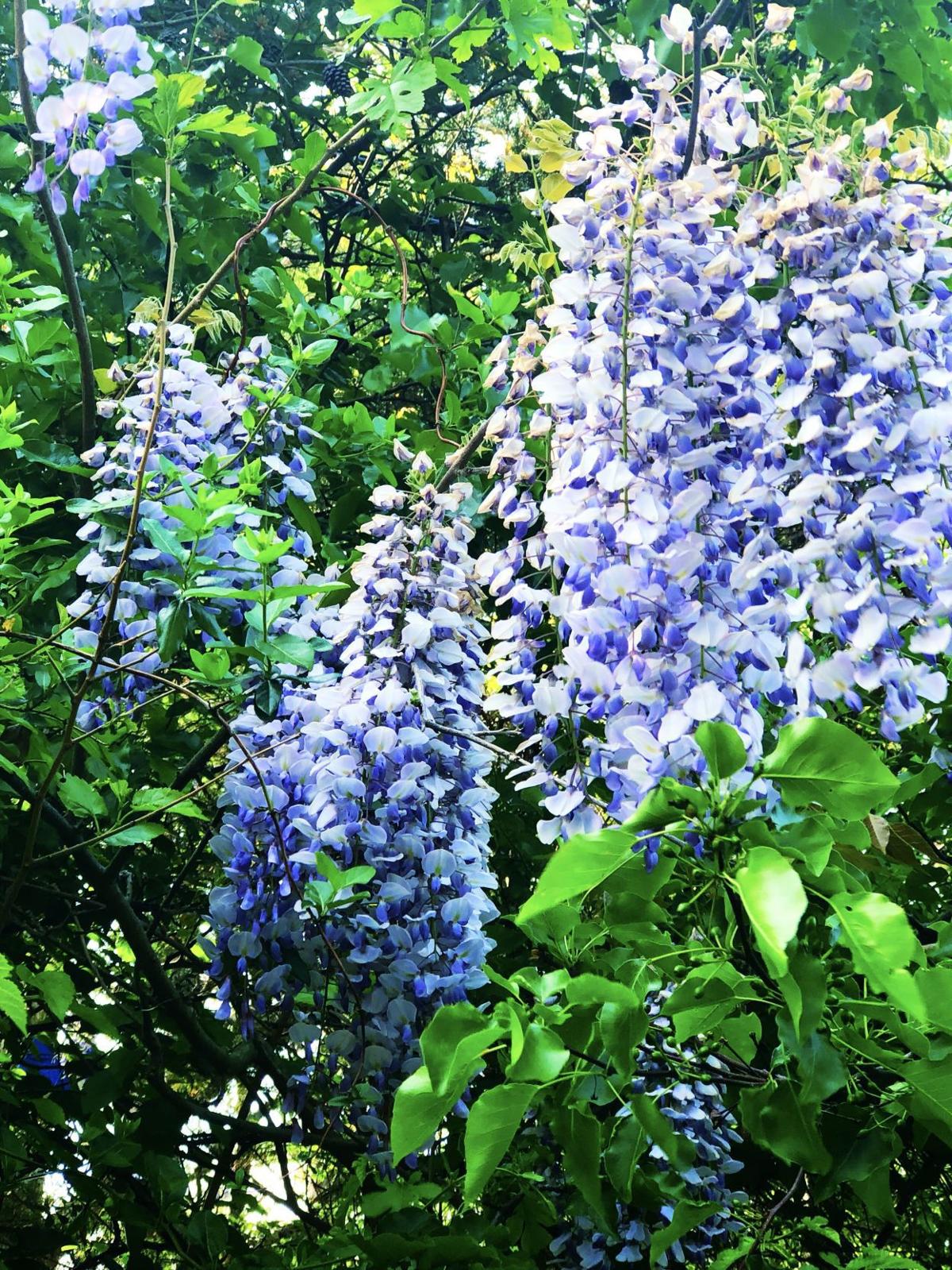 Controlling Wisteria Vines For Ornamental Use Cultivating