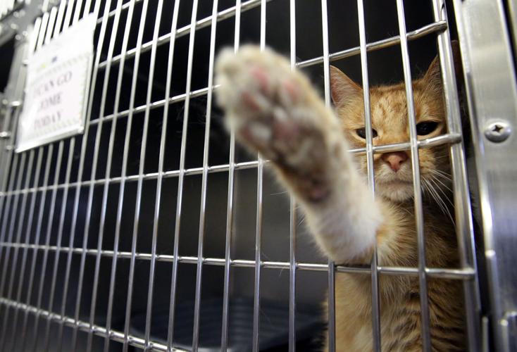 Atlantic County shelter's free day finds pets homes