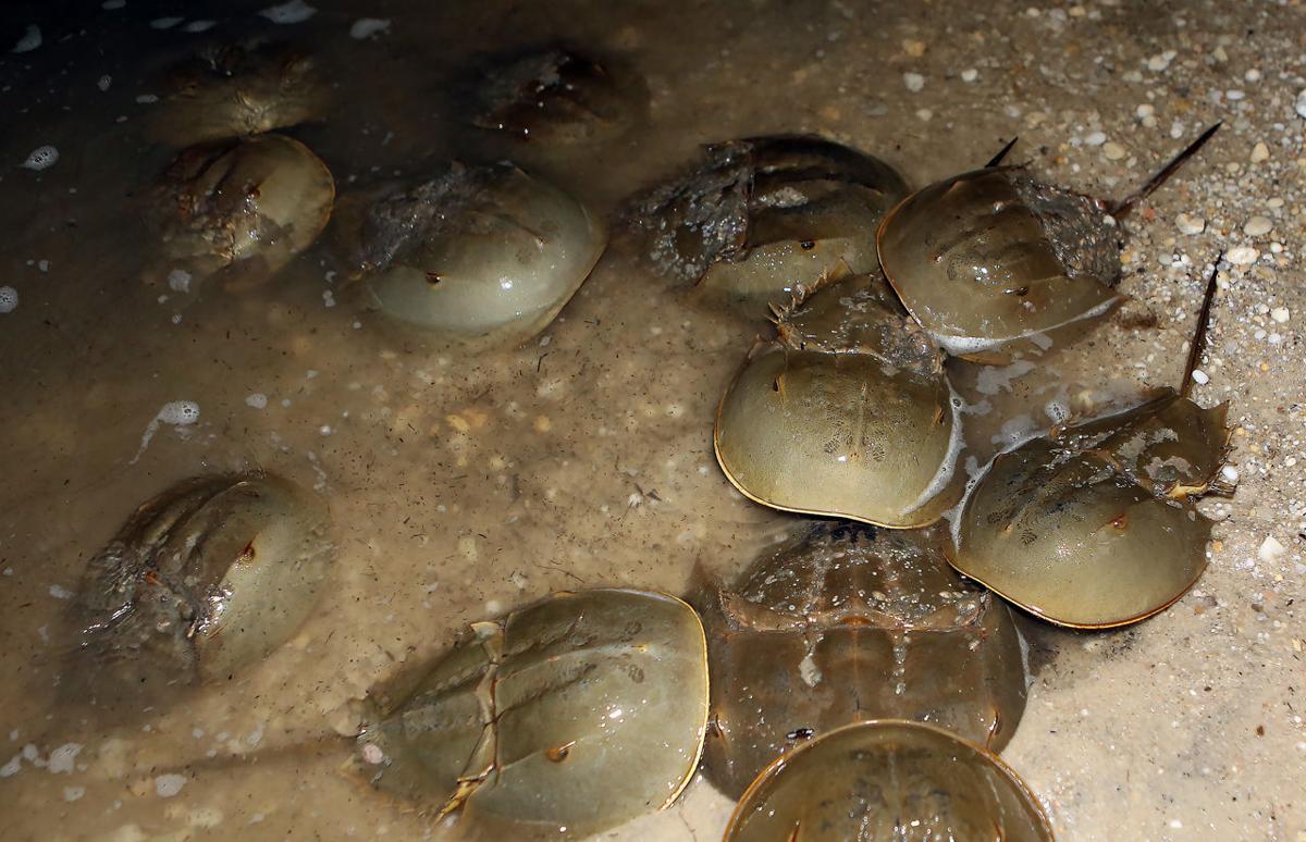 Horseshoe Crabs