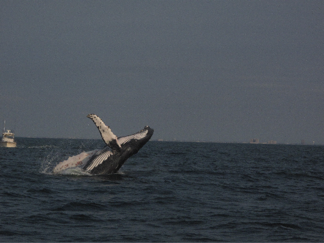 Family meets humpback whale on scuba diving trip off Atlantic City