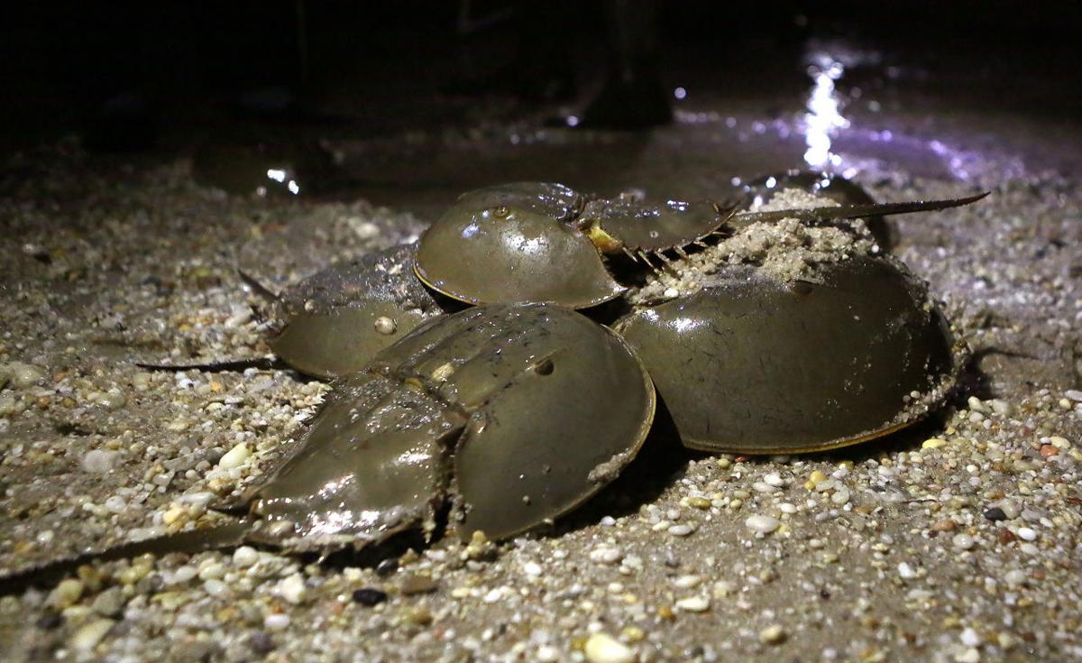 Horseshoe Crabs