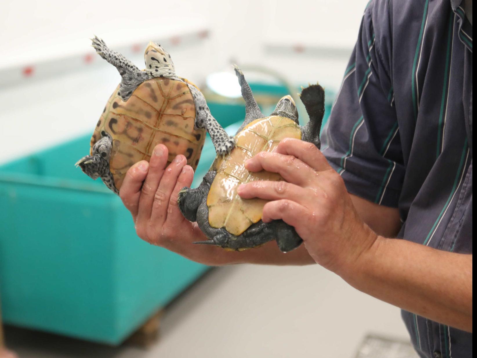 Inside A Stockton Lab Baby Turtles Are Raised By Humans Local
