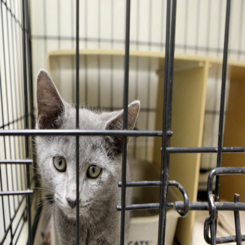 Cape Animal Shelter Charging Towns By The Pet Latest Headlines Pressofatlanticcity Com