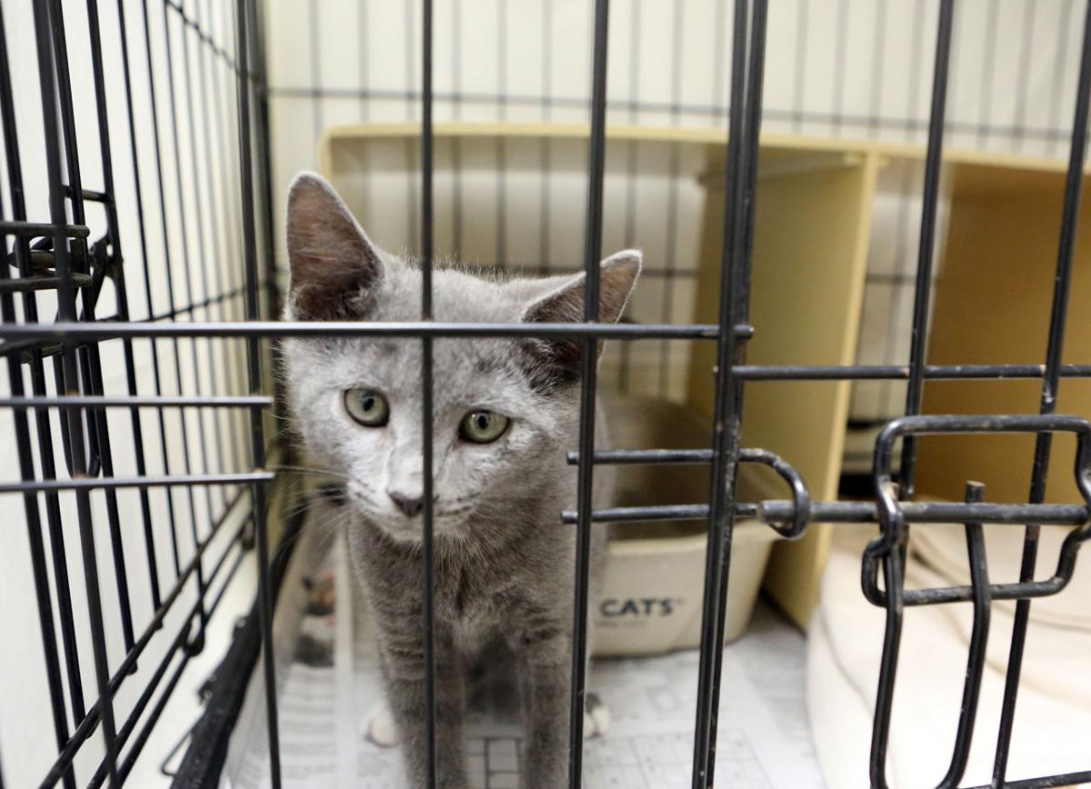 Cape Animal Shelter Charging Towns By The Pet News