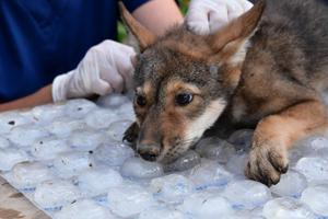 Endangered red wolves born at St. Louis Zoo are ‘thriving’