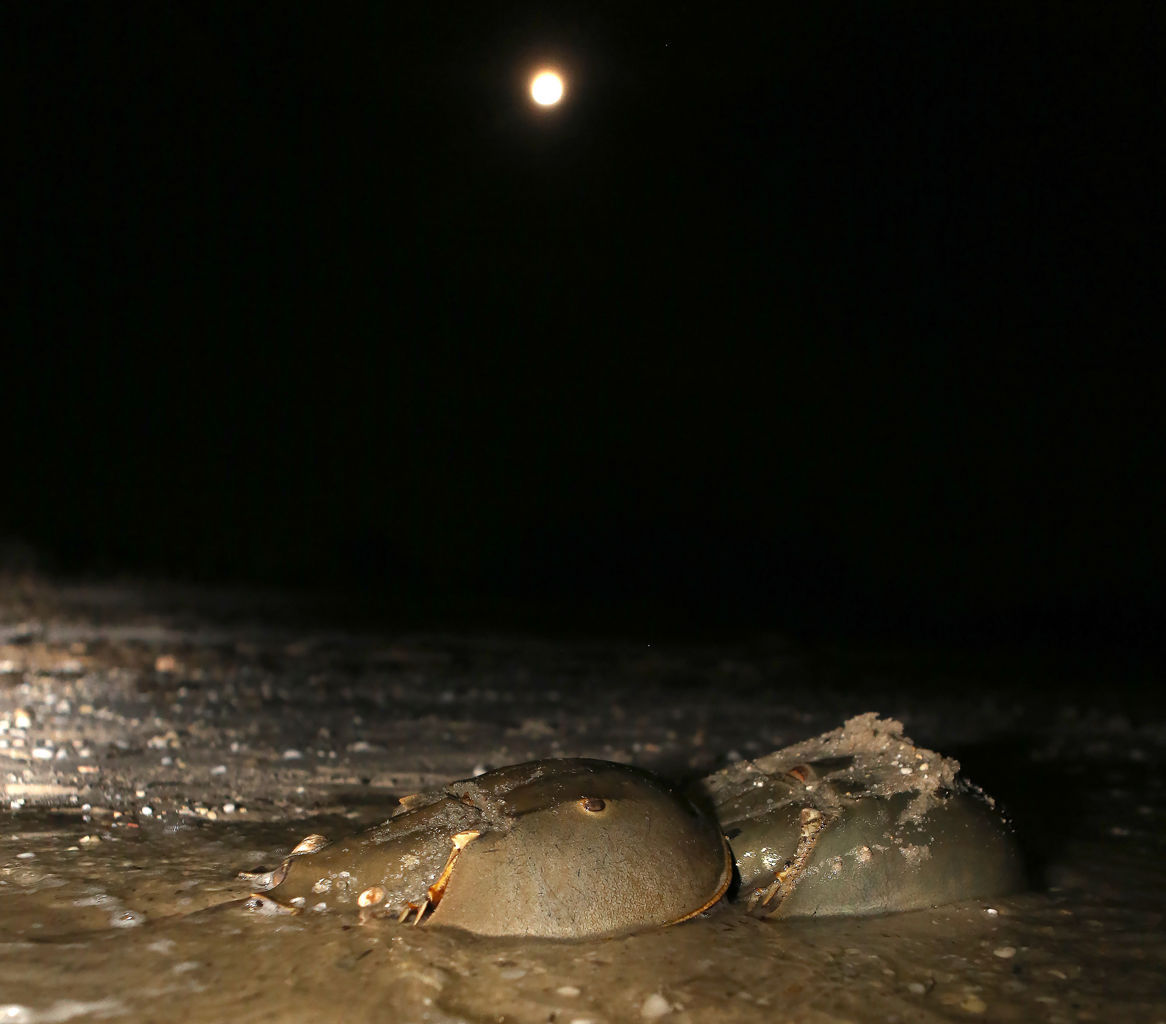 Horseshoe Crabs