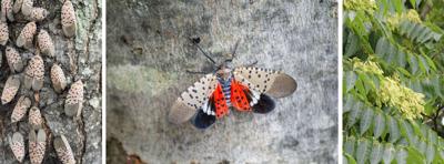 Top view of spotted lantern fly with open wings