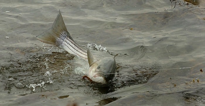 fish advisories