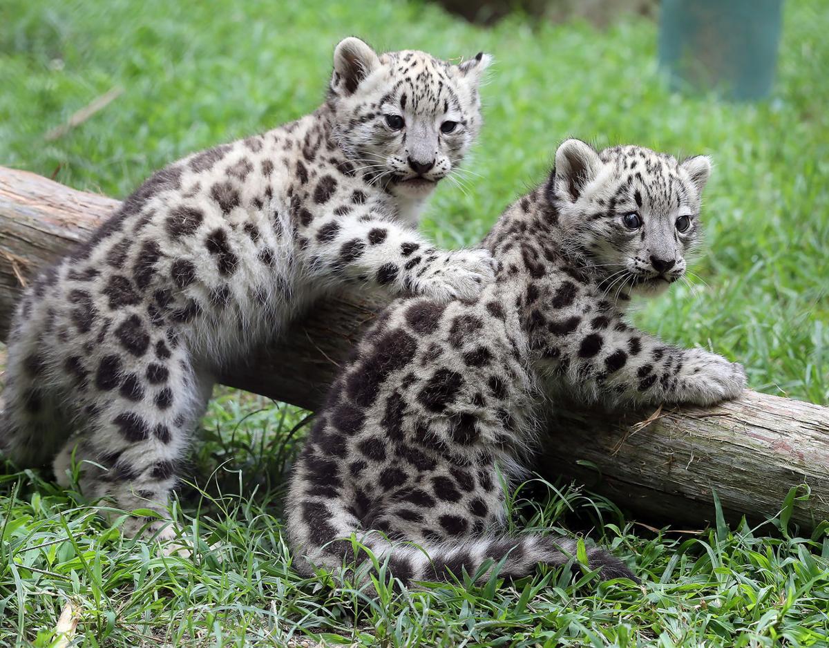 Two Baby Snow Leopards Unveiled At Cape May County Zoo Local News Pressofatlanticcity Com